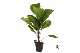 Licuala Licuala grandis 1 pp