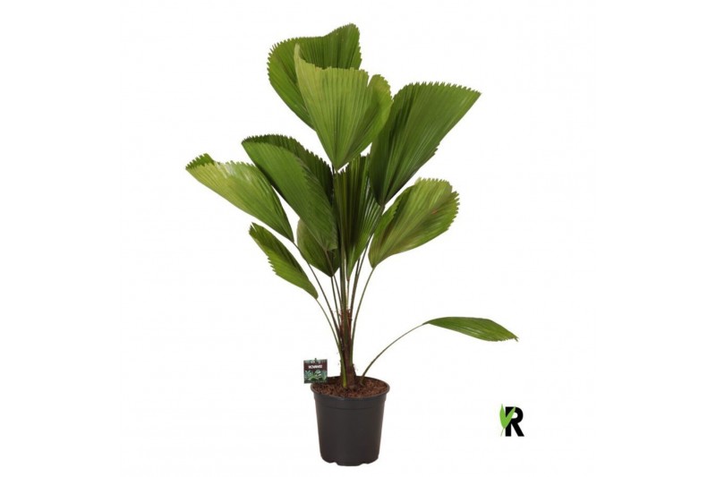 Licuala Licuala grandis 1 pp 