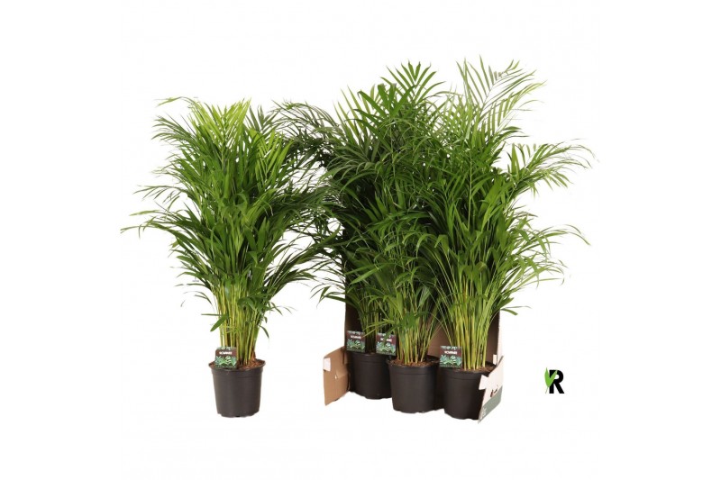 Dypsis lutescens Dypsis lutescens in fust 352 1 pp 