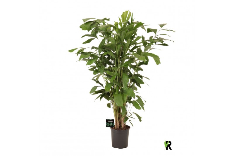 Caryota mitis Caryota mitis 1 pp 