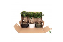 Ficus microcarpa ginseng Ficus micr. Ginseng in keram. ovaal schaal me