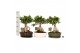 Ficus microcarpa ginseng Ficus micr. Ginseng in keram. ovaal schaal me 