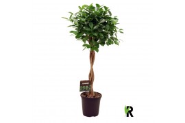 Ficus microcarpa moclame Ficus micr. Moclame gevlochten stam 4 pp