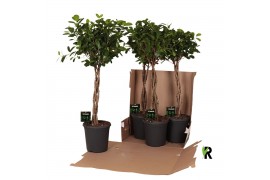 Ficus microcarpa moclame Ficus micr. Moclame gevlochten stam in fust 3