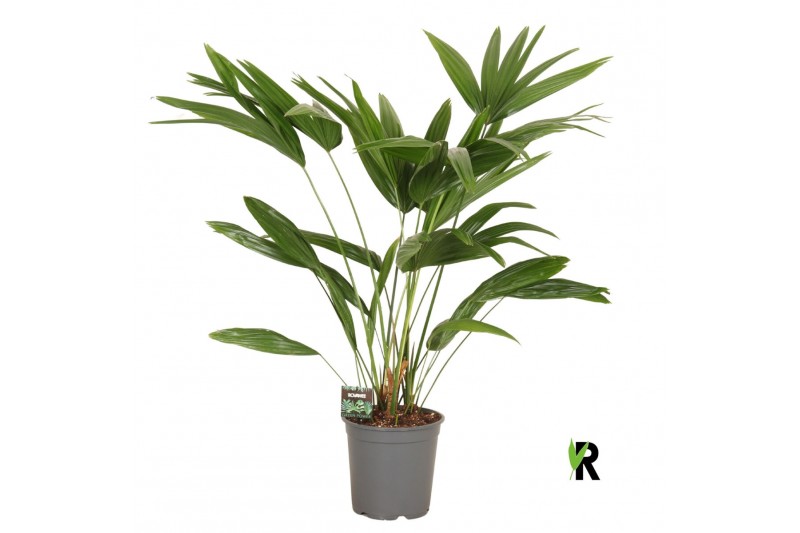 Palmen Livistona chinensis 3 pp 3 pp 