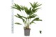 Palmen Livistona chinensis 3 pp 3 pp 