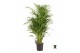 Dypsis lutescens Dypsis lutescens 1 pp 