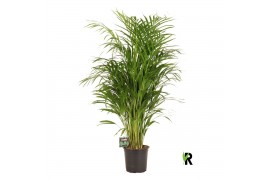 Dypsis lutescens Dypsis lutescens 1 pp