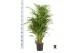 Dypsis lutescens Dypsis lutescens 1 pp 