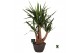 Yucca elephantipes Yucca elephantipes vertakt 1 pp 3 tak/plnt 