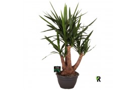 Yucca elephantipes Yucca elephantipes vertakt 1 pp 3 tak/plnt