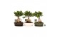Ficus microcarpa ginseng Ficus micr. Ginseng in keram. ovaal schaal me 