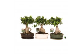 Ficus microcarpa ginseng Ficus micr. Ginseng in keram. ovaal schaal me