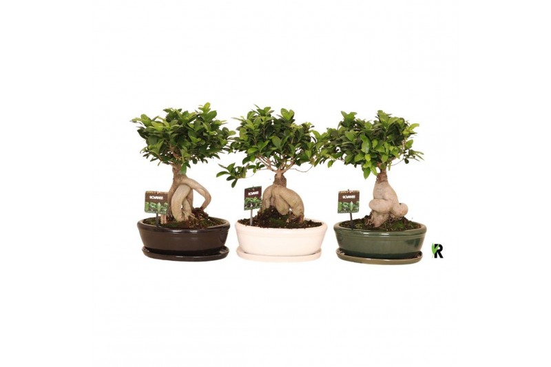 Ficus microcarpa ginseng Ficus micr. Ginseng in keram. ovaal schaal me 
