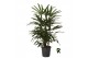 Rhapis excelsa Rhapis excelsa 1 pp 
