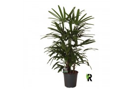 Rhapis excelsa Rhapis excelsa 1 pp