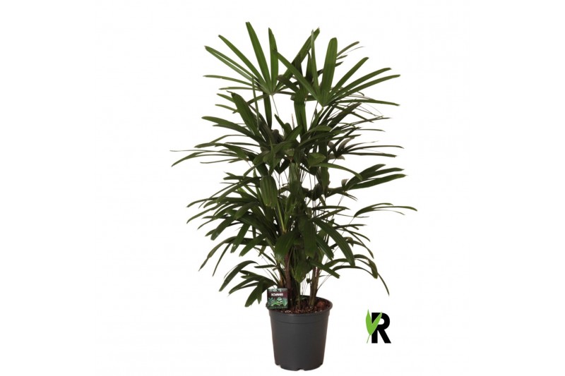 Rhapis excelsa Rhapis excelsa 1 pp 
