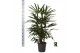 Rhapis excelsa Rhapis excelsa 1 pp 