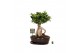 Ficus microcarpa ginseng Ficus micr. Ginseng in keram. ovaal schaal+ s 