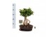 Ficus microcarpa ginseng Ficus micr. Ginseng in keram. ovaal schaal+ s 
