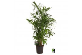 Chameadorea seifrizii Chamaedorea Seifrizii 1 pp