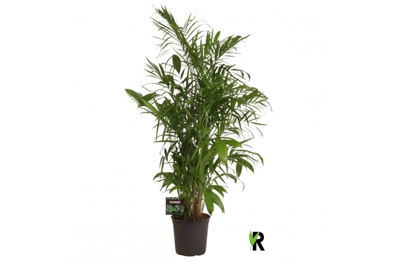 Chameadorea seifrizii Chamaedorea Seifrizii 1 pp 