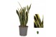Sansevieria Sansevieria Orient Night 1 pp 8 blad 