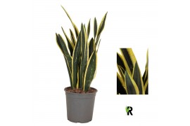 Sansevieria Sansevieria Orient Night 1 pp 8 blad