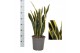 Sansevieria Sansevieria Orient Night 1 pp 8 blad 
