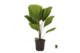 Licuala Licuala grandis 1 pp