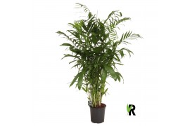 Chameadorea seifrizii Chamaedorea Seifrizii 1 pp