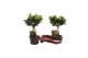 Ficus microcarpa ginseng Ficus micr. Ginseng in kunststof pot in fust  