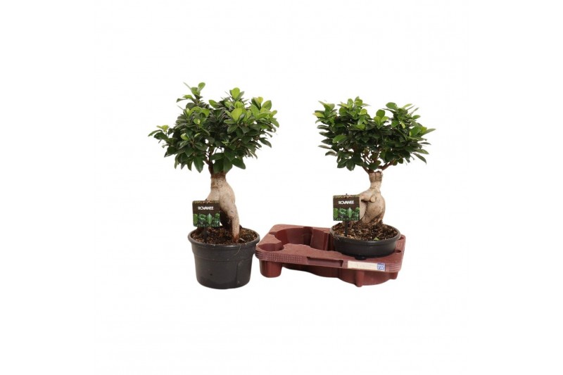 Ficus microcarpa ginseng Ficus micr. Ginseng in kunststof pot in fust  