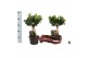 Ficus microcarpa ginseng Ficus micr. Ginseng in kunststof pot in fust  