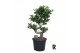 Ficus microcarpa ginseng Ficus micr. S-type in sierpot 1 pp 