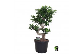 Ficus microcarpa ginseng Ficus micr. S-type in sierpot 1 pp