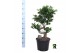 Ficus microcarpa ginseng Ficus micr. S-type in sierpot 1 pp 