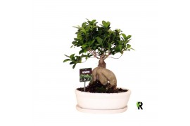 Ficus microcarpa ginseng Ficus micr. Ginseng in keram. ovaal schaal me