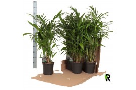 Chameadorea seifrizii Chamaedorea Seifrizii in fust 352 1 pp