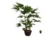 Palmen Livistona chinensis 4 tak/plnt 6 pp 