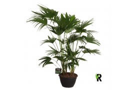Palmen Livistona chinensis 4 tak/plnt 6 pp