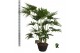 Palmen Livistona chinensis 4 tak/plnt 6 pp 
