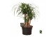 Beaucarnea recurvata Beaucarnea rec. vertakt 3 tak/plnt 1 pp 