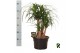 Beaucarnea recurvata Beaucarnea rec. vertakt 3 tak/plnt 1 pp 