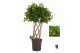 Ficus microcarpa moclame Ficus micr. Moclame dubbel gevlochten mat 12  