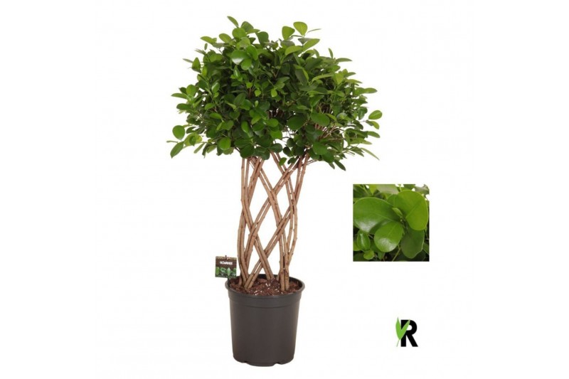 Ficus microcarpa moclame Ficus micr. Moclame dubbel gevlochten mat 12  