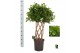 Ficus microcarpa moclame Ficus micr. Moclame dubbel gevlochten mat 12  