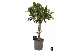 Ficus elastica melany Ficus elast. Melany gevlochten stam 4 pp