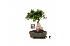 Ficus microcarpa ginseng Ficus micr. Ginseng in keram. ovaal schaal me