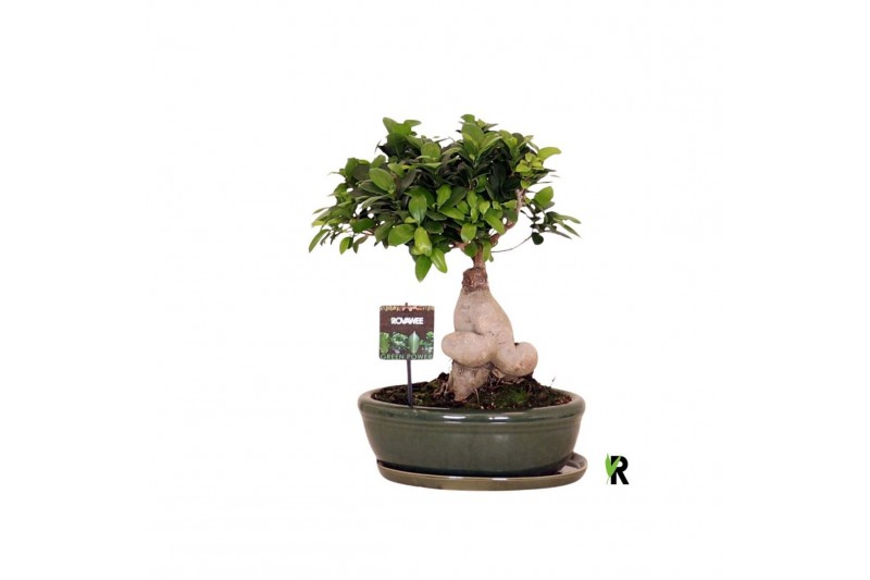Ficus microcarpa ginseng Ficus micr. Ginseng in keram. ovaal schaal me 